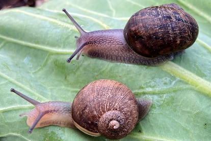 Caracoles