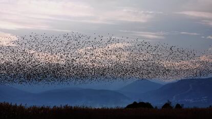 Estorninos volando en bandada sobre el pueblo de Valtos (Grecia).  
