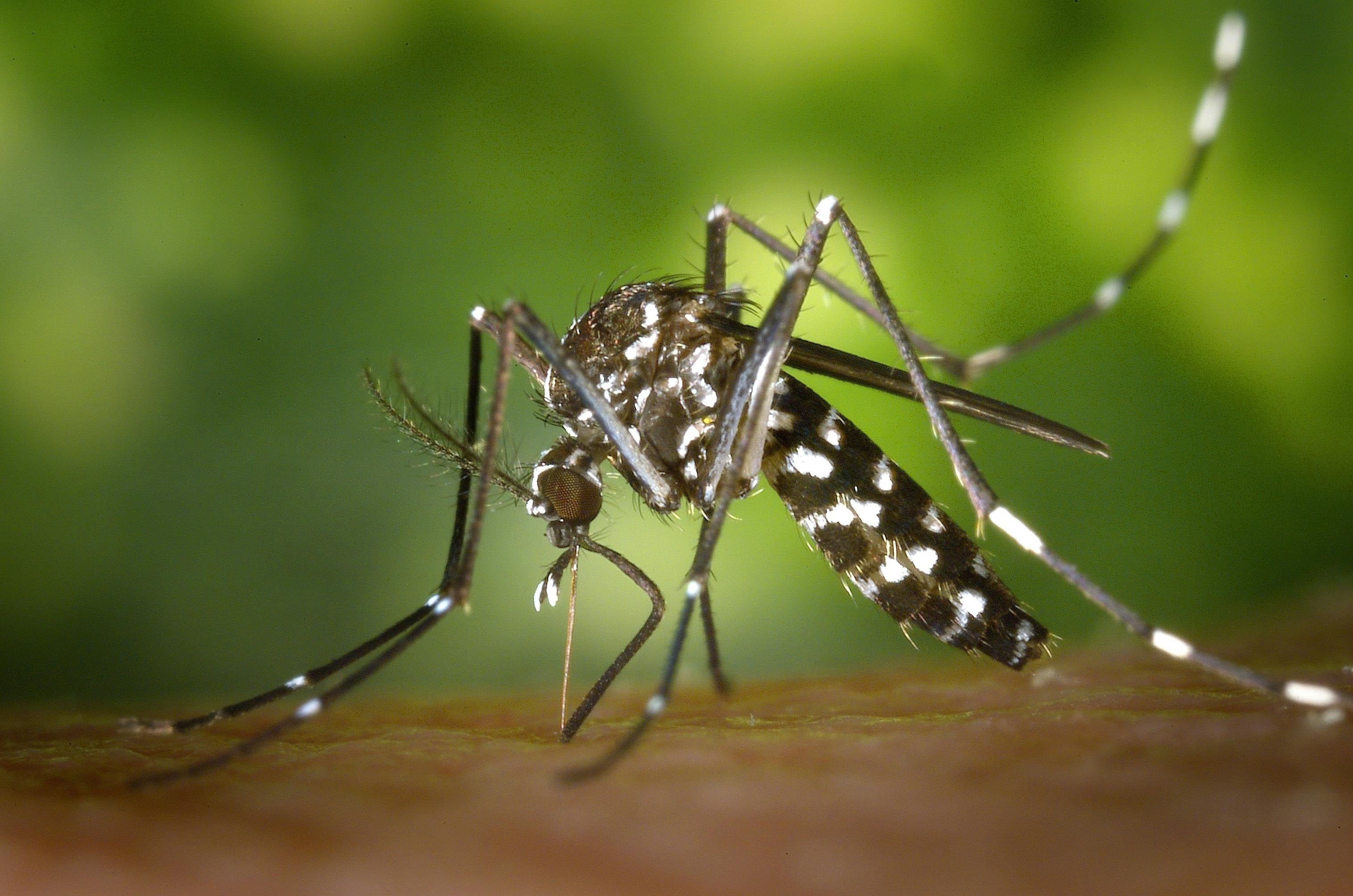 Ascienden a ocho los casos de dengue en el brote de Tarragona, que ya es el mayor registrado en España 