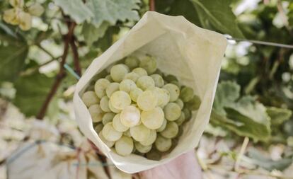 Uvas en un campo del valle del Vinalopó, en Alicante.