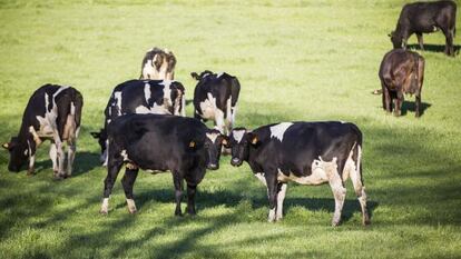 Vacas en una explotación de Lugo