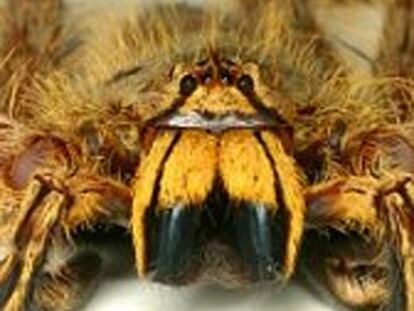 Una araña llamada David Bowie