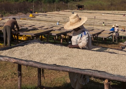 Trabajadores de una finca de café en Jimma, Etiopía.