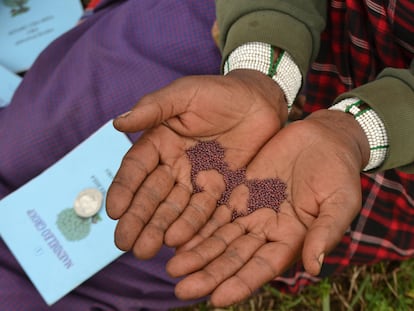 Las semillas, como las que enseña esta mujer, se han convertido en una esperanza de progreso para un centenar de mujeres masai de Monduli.