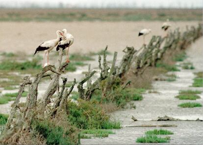 Un grupo de las cigüeñas buscan alimento en las marismas del norte de Doñana gravemente afectadas tras la rotura de la presa de Aznalcóllar, el 24 de abril de 1998.