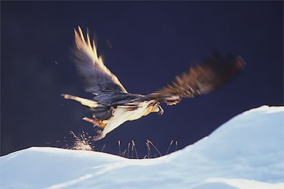 Las alas del quebrantahuesos miden casi tres metros, lo que le convierte en un fantstico planeador.