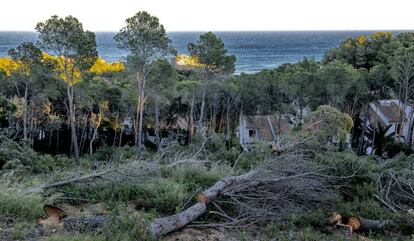 Arbres talats en la cala de Tamariu, on pretenen construir 33 xalets de luxe