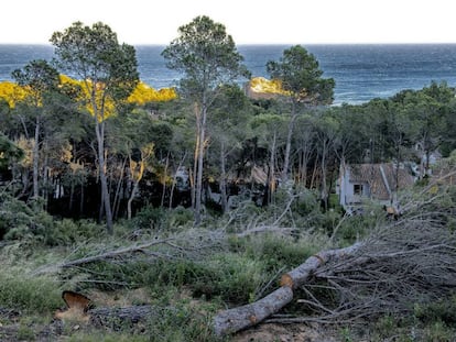 Árboles talados en la cala de Tamariu, donde pretenden constuir 33 chalés de lujo