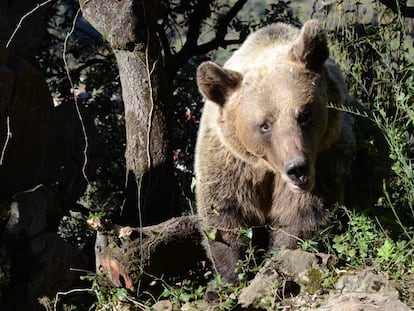 El cambio climático amenaza a la población de osos del cantábrico