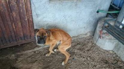 Imagen tomada por la Guardia Civil del perro rescatado en A Rúa esta semana.