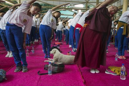 Un perro durante una sesión de yoga en una escuela de tibetanos en el exilio en la ciudad india de Dharmsala, el 21 de junio de 2018.