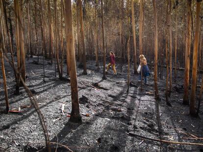 Incendio forestal en Galicia. Grupos de voluntarios se organizan para hacer batidas al monte y rescatar animales heridos.