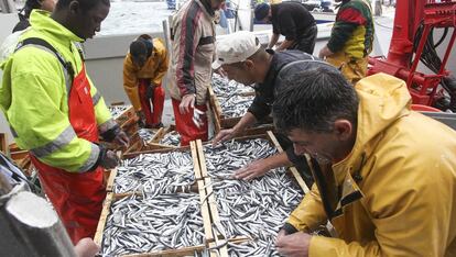 Pescadores inspeccionando las sardinas capturadas.