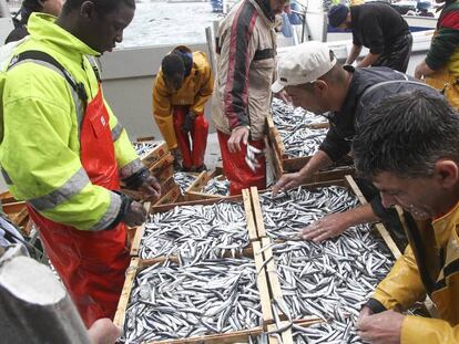 Pescadores inspeccionando las sardinas capturadas.