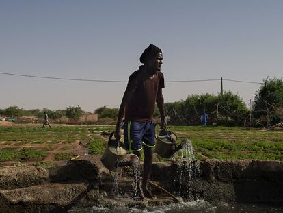 Proceso de riego en un huerto periurbano de Nuackchott (Mauritania) en un proyecto hortícola apoyado por la Cooperación Española.