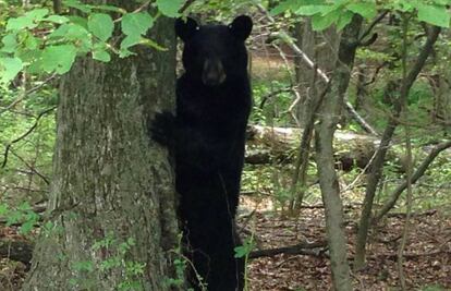 Un oso negro, en Nueva Jersey en 2015.