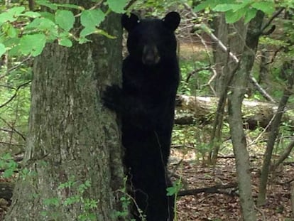 Un oso negro, en Nueva Jersey en 2015.