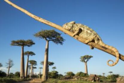 Un camaleón gigante frente a la avenida de los Baobabs, en Morondava (Madagascar).