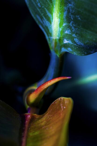 Detalle de una planta.