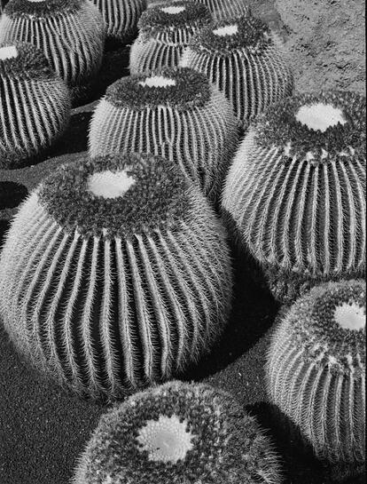 Jardín de cactus en Guatiza, un proyecto del arquitecto, paisajista y artista César Manrique. Hoy alberga 4.500 ejemplares de 450 especies del continente americano, Madagascar y otras áreas desérticas.