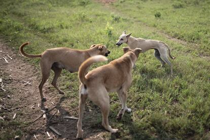 Cada niño suele tener un perro que les ayuda en la labor del pastoreo como fieles escuderos. Dependiendo de la cantidad de ganado que tienen que mover, algunos tienen incluso dos. Batista sale cada mañana con unas 15 vacas que pastorea el solo con su perro. Julinho en cambio, mueve mas cabezas de ganado, unas 35, casi siempre va el solo con sus dos canes, menos en algunas ocasiones especiales que le ayuda su primo, también menor de edad. 