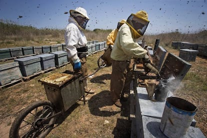 El apicultor Néstor Pascual recolecta la miel de su colmenar, en la desembocadura del Río Mijares en Castellón.