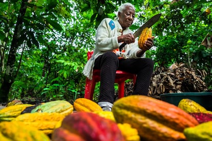 Betsabeth Álvarez, de 98 años, parte un fruto de cacao en su granja de Cuernavaca (Colombia)