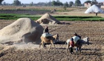 Egipcios trabajan en una cosecha de trigo. EFE/Archivo