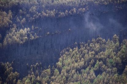 Vista de una de las áreas arrasadas durante el gran incendio de Laza del año 2010.