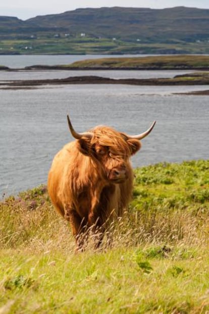 Una vaca de las Tierras Altas en la isla de Skye.