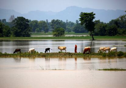 Una mujer acompaña al ganado que pasta en la parte alta de una zona inundada en Saptari (Nepal).