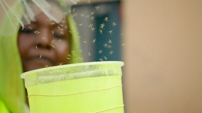 Mosquitos malaria