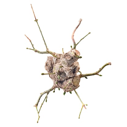 Evónimo ('Euonymus sieboldianum'). “Si observamos un árbol cuidadosamente es posible que en él veamos algo misterioso, inquietante… quizás por la sospecha de que sus ramas, tronco y cicatrices nos hablan en silencio, aunque no estemos seguros sobre qué” (doctor Miguel Alexiades).