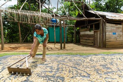 Martha Ascensios es hermana de Olga Ascencios. En la imagen se observa cómo seca el café sobre una gran lona. Los procesos para el procesado del café y cacao son muy rudimentarios. 