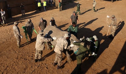 Los trabajadores ayudan al rinoceronte sedado a caminar y meterse en el contenedor. Esta iniciativa forma parte de una campaña para salvar a las especies en peligro de extinción, reubicándolas en refugios seguros donde tengan la oportunidad de aumentar su población.
