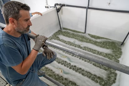 José Anta, gerente de la extracción y el almacén de Tintoremus, controlando la piscina de oxigenación.