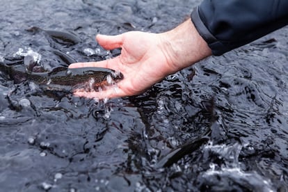 El agua, filtrada en el proceso de cría, vuelve al medio en mejores condiciones, ayudando a recuperar ecosistemas. En la foto, trucha arcoíris.
