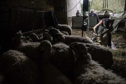 Atilano esquila una oveja en una aldea de Ourense. En el fondo puede verse a los paisanos del pueblo y familiares de granjero que se acercan a seguir la esquila. Siempre se escucha de fondo Punk a buen volumen, ya que Atilano dice que le ayuda a concentrarse y a no escuchar los ruidos exteriores.