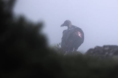 Un quebrantahuesos, liberado dentro del programa de reintroducción, en Picos de Europa. 