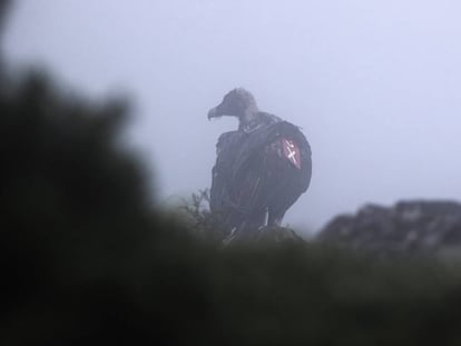 Un quebrantahuesos, liberado dentro del programa de reintroducción, en Picos de Europa. 