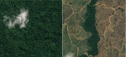 Vista aérea del bosque tropical en la concesión de PT FSS, en Kalimantan norte, en agosto de 2015. PT FSS es una de las concesiones que suministra madera a APRIL, que a su vez vende la pulpa de madera resultante a Sateri para hacer viscosa que se vende en lugares como Europa y EE.UU. A la derecha, vista aérea del mismo lugar, ya deforestado, en octubre de 2016. En 2015, APRIL y RGE se comprometieron a dejar de comprar madera procedente de la tala de bosques naturales, pero imágenes como esta indican lo contrario.