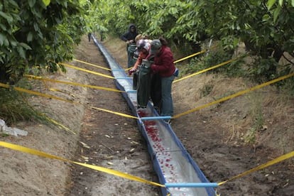 A water-based system for collecting fruit.