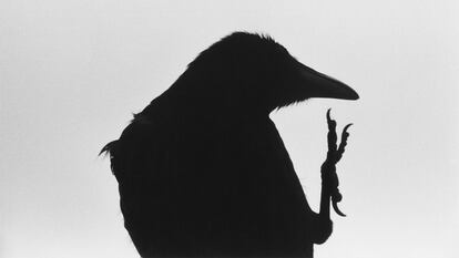 .'Erimo Cape' (1976) de la serie 'Ravens' de Masahisa Fukase. © Masahisa Fukase Archives