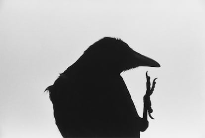 .'Erimo Cape' (1976) de la serie 'Ravens' de Masahisa Fukase. © Masahisa Fukase Archives
