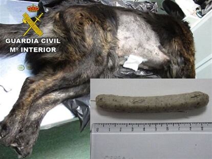 Imagen del perro que ingirió una de las salchichas con agujas.