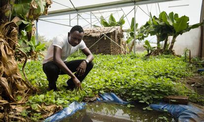 Fredros Okumu en 'Mosquito City', donde se puede estudiar el comportamiento de los mosquitos en condiciones lo más parecidas posible a la realidad.