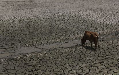 El aumento de las temperaturas, junto con precipitaciones escasas, está afectando gravemente a los agricultores de Assam en India.