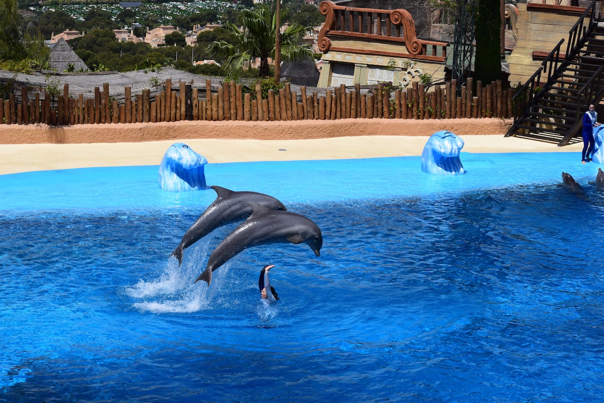 Así viven delfines y orcas cautivas: piscinas pequeñas, ruido y ‘shows’ circenses