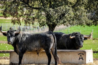 Dos toros de la ganadería de Victorino Martín.