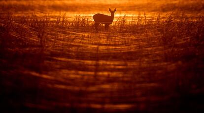 La silueta de una cierva vista durante una puesta de sol en SieverIsdorf (Alemania), el 2 de noviembre de 2015.